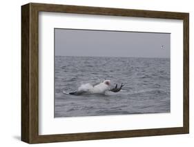 Great White Shark (Carcharodon Carcharias)-David Jenkins-Framed Photographic Print