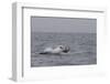 Great White Shark (Carcharodon Carcharias)-David Jenkins-Framed Photographic Print