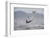 Great White Shark (Carcharodon Carcharias)-David Jenkins-Framed Photographic Print