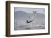 Great White Shark (Carcharodon Carcharias)-David Jenkins-Framed Premium Photographic Print