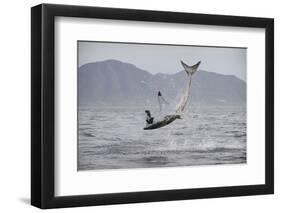 Great White Shark (Carcharodon Carcharias)-David Jenkins-Framed Premium Photographic Print