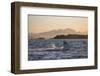 Great White Shark (Carcharodon Carcharias)-David Jenkins-Framed Photographic Print