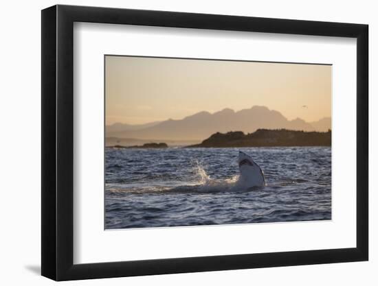 Great White Shark (Carcharodon Carcharias)-David Jenkins-Framed Photographic Print