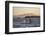 Great White Shark (Carcharodon Carcharias)-David Jenkins-Framed Premium Photographic Print