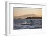 Great White Shark (Carcharodon Carcharias)-David Jenkins-Framed Premium Photographic Print