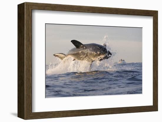 Great White Shark (Carcharodon Carcharias)-David Jenkins-Framed Photographic Print