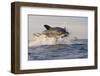 Great White Shark (Carcharodon Carcharias)-David Jenkins-Framed Photographic Print