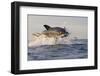 Great White Shark (Carcharodon Carcharias)-David Jenkins-Framed Photographic Print