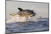 Great White Shark (Carcharodon Carcharias)-David Jenkins-Mounted Photographic Print