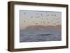 Great White Shark (Carcharodon Carcharias)-David Jenkins-Framed Photographic Print