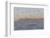 Great White Shark (Carcharodon Carcharias)-David Jenkins-Framed Photographic Print