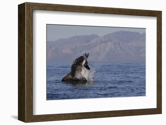 Great White Shark (Carcharodon Carcharias)-David Jenkins-Framed Photographic Print