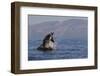 Great White Shark (Carcharodon Carcharias)-David Jenkins-Framed Photographic Print