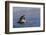 Great White Shark (Carcharodon Carcharias)-David Jenkins-Framed Photographic Print