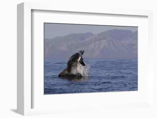 Great White Shark (Carcharodon Carcharias)-David Jenkins-Framed Photographic Print