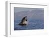 Great White Shark (Carcharodon Carcharias)-David Jenkins-Framed Photographic Print