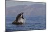 Great White Shark (Carcharodon Carcharias)-David Jenkins-Mounted Photographic Print
