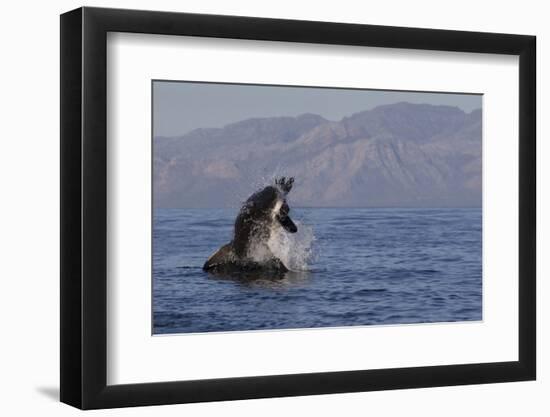 Great White Shark (Carcharodon Carcharias)-David Jenkins-Framed Premium Photographic Print