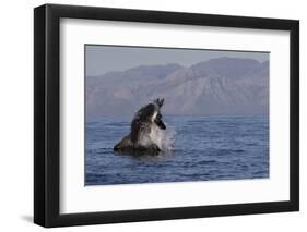 Great White Shark (Carcharodon Carcharias)-David Jenkins-Framed Premium Photographic Print