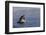 Great White Shark (Carcharodon Carcharias)-David Jenkins-Framed Premium Photographic Print