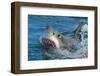 Great White Shark, Carcharodon Carcharias-Martin Prochazkacz-Framed Photographic Print