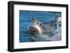 Great White Shark, Carcharodon Carcharias-Martin Prochazkacz-Framed Photographic Print