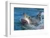 Great White Shark, Carcharodon Carcharias-Martin Prochazkacz-Framed Photographic Print