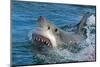 Great White Shark, Carcharodon Carcharias-Martin Prochazkacz-Mounted Photographic Print