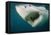 Great White Shark Close-Up of Head, Mouth Open-null-Framed Stretched Canvas