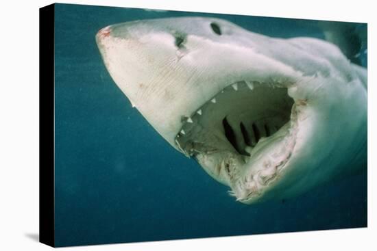 Great White Shark Close-Up of Head, Mouth Open-null-Stretched Canvas