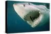 Great White Shark Close-Up of Head, Mouth Open-null-Stretched Canvas