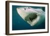 Great White Shark Close-Up of Head, Mouth Open-null-Framed Photographic Print