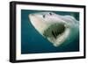 Great White Shark Close-Up of Head, Mouth Open-null-Framed Photographic Print