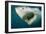 Great White Shark Close-Up of Head, Mouth Open-null-Framed Photographic Print