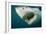 Great White Shark Close-Up of Head, Mouth Open-null-Framed Photographic Print