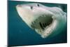 Great White Shark Close-Up of Head, Mouth Open-null-Mounted Photographic Print