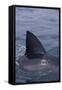 Great White Shark Fin above Water-DLILLC-Framed Stretched Canvas