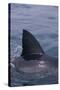 Great White Shark Fin above Water-DLILLC-Stretched Canvas