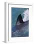 Great White Shark Fin above Water-DLILLC-Framed Photographic Print