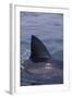 Great White Shark Fin above Water-DLILLC-Framed Photographic Print