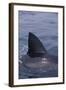 Great White Shark Fin above Water-DLILLC-Framed Photographic Print