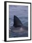 Great White Shark Fin above Water-DLILLC-Framed Photographic Print