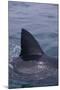 Great White Shark Fin above Water-DLILLC-Mounted Photographic Print