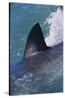 Great White Shark Fin above Water-DLILLC-Stretched Canvas