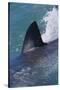 Great White Shark Fin above Water-DLILLC-Stretched Canvas