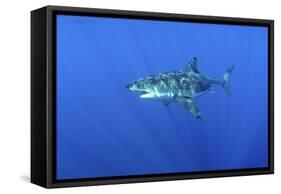 Great White Shark Heavily-Scarred on Side-null-Framed Stretched Canvas