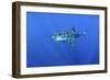 Great White Shark Heavily-Scarred on Side-null-Framed Photographic Print