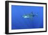 Great White Shark Heavily-Scarred on Side-null-Framed Photographic Print