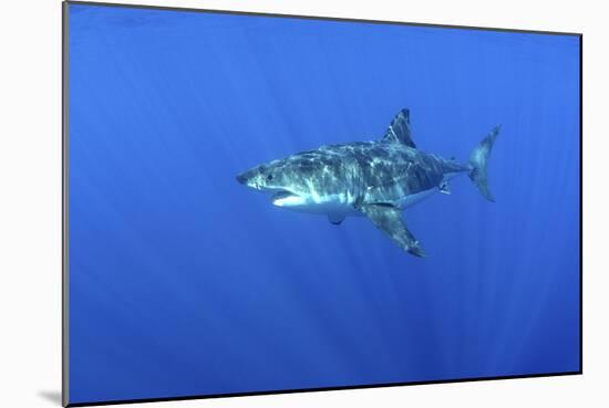 Great White Shark Heavily-Scarred on Side-null-Mounted Photographic Print