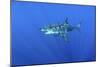 Great White Shark Heavily-Scarred on Side-null-Mounted Photographic Print